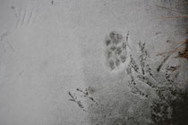 120 Spuren im Schnee/Animal one's mark