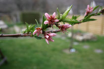 43 Ast mit Pfirsichblüte/Branch with peach blossom