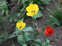 172 Gelbe und rote Tulpen/Yellow and red tulips