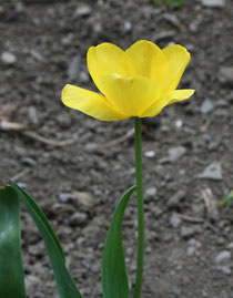 168 Gelbe Tulpe/Yellwo tulip