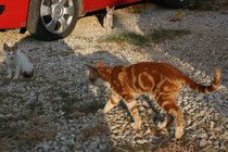 36 Katzen beim Autoverleih/Cats at "Rent a car"