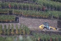 130 Weingebirge im Herbst/Mountains with vine in autumn