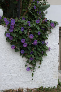 134 Blume in Griechenland/Flower in Greece
