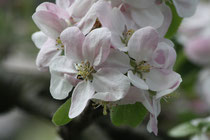 14 Japanische Kirschblüte/Japanese cherry blossom