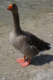 5 Gans in Griechenland/Goose in Greece