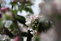 13 Japanische Kirschblüte/Japanese cherry blossom