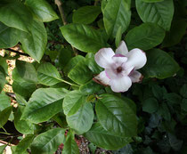 55 Magnolie/Magnolia