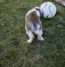 37 Wergkaninchen/Dwarf rabbit