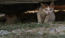 58 Katzen beim Autoverleih/Cats at "Rent a car"