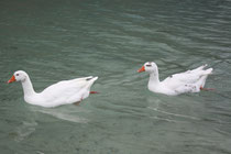 14 Gänse in Griechenland/Geese in Greece