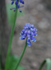 39 Traubenhyazinthe/Grape hyacinths