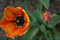 63 Orange Tulpen/Orange tulips