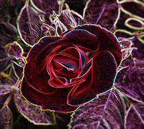 4  Leuchtende Rose/Luminous rose