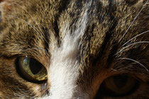 5 Katzenaugen/Cat eyes
