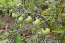 20 Tomaten/Tomatos