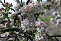 16 Japanische Kirschblüte/Japanese cherry blossom