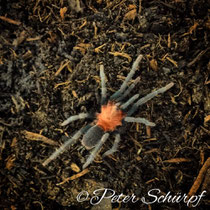 holothele spec nortedesantander vogelspinnen birdspider vogelspinne vogelspinnen norte de santander arachnids theraphosidae