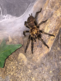 0.1 Acanthogonatus francki, adult