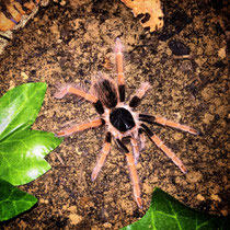 Juveniles Tier von Megaphobema robustum