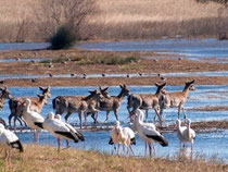 Naturpark Aiguamolls de l'Empordà