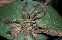 Stromatopelma calceatum