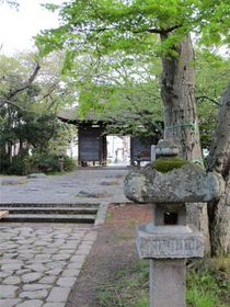 新緑の仙台陸奥国分寺 【薬師堂】