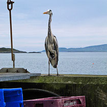 The heron