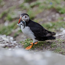 Puffin with prey