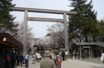 靖国神社の桜