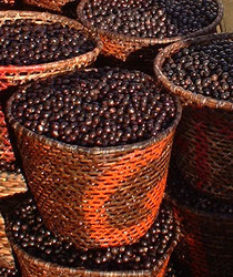 Açai:アサイーの果実