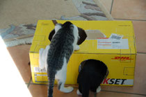 Wer versteckt sich da?