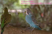 セキセイインコはこんな鳥です - sorarun Jimdoページ