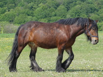 Ronja