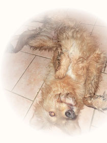 Schmutz mit Kasperhund dran