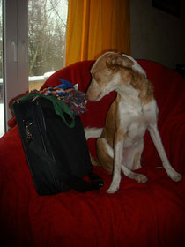 Diego auf gepackten Koffern