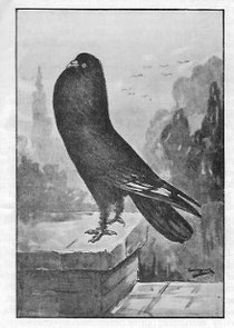 Kleine kropper, Antwerpen