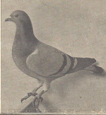 Een krantenfoto van de duivin die zo vroeg was van San Sebastian