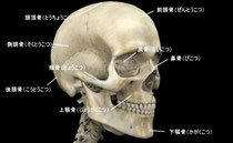 ヒトの頭蓋骨は28個の骨から成り立っておりやはりズレが生じます。