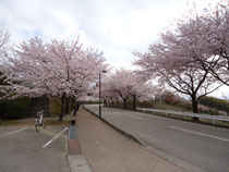 桜のトンネル♪