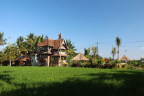 Grünes Reisfeld in Bali