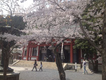 桜の鞍馬山