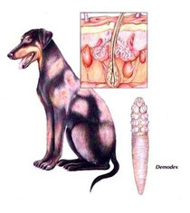 demodex