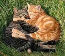 gatitos