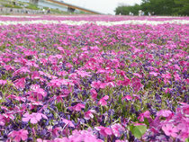 芝桜