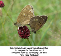 Brauner Waldvogel, Nationalpark Eifel (Foto: Heinz Weishaupt)