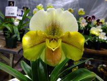 パフィオペディラム - (株)東京オーキット・ナーセリー