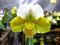 パフィオペディラム - (株)東京オーキット・ナーセリー