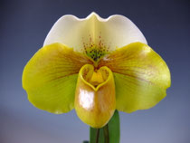 パフィオペディラム - (株)東京オーキット・ナーセリー