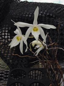 Dendrobium wilsonii