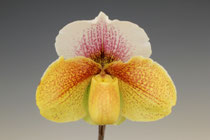 パフィオペディラム - (株)東京オーキット・ナーセリー